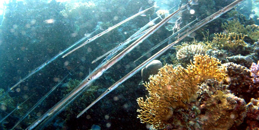 Fistularia commersonii_05